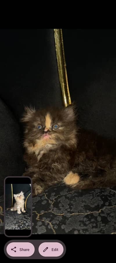 Friendly Pet Cat Available for Sale