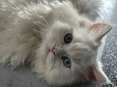 Persian male cat
