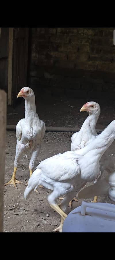 white Shamo O King Size