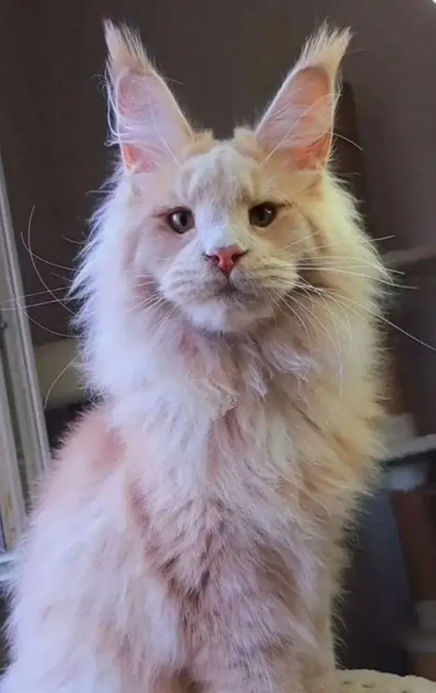 IMPORTED TOP QUALITY MAINE COONS & BRITISH SHORT HAIR AVAILABLE