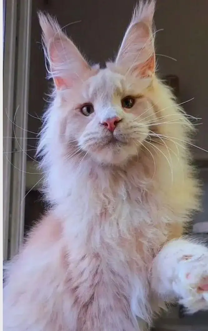 IMPORTED TOP QUALITY MAINE COONS & BRITISH SHORT HAIR AVAILABLE — photo 2