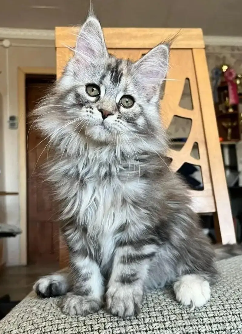 IMPORTED TOP QUALITY MAINE COONS & BRITISH SHORT HAIR AVAILABLE — photo 4