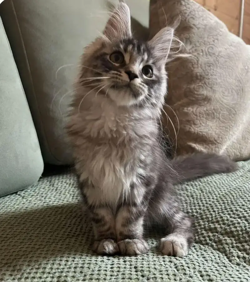 IMPORTED TOP QUALITY MAINE COONS & BRITISH SHORT HAIR AVAILABLE — photo 5
