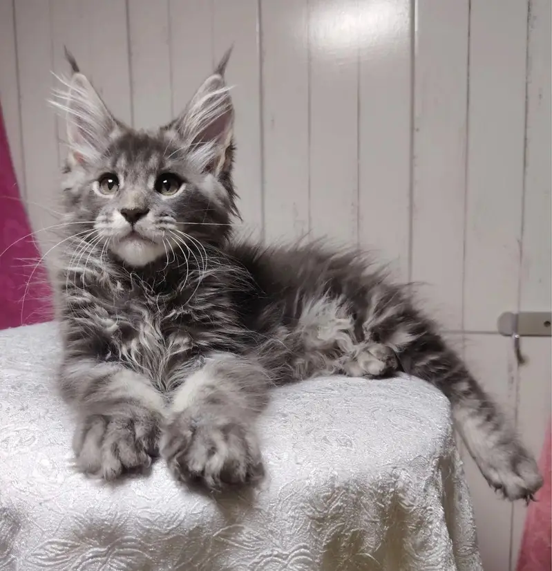 IMPORTED TOP QUALITY MAINE COONS & BRITISH SHORT HAIR AVAILABLE — photo 3
