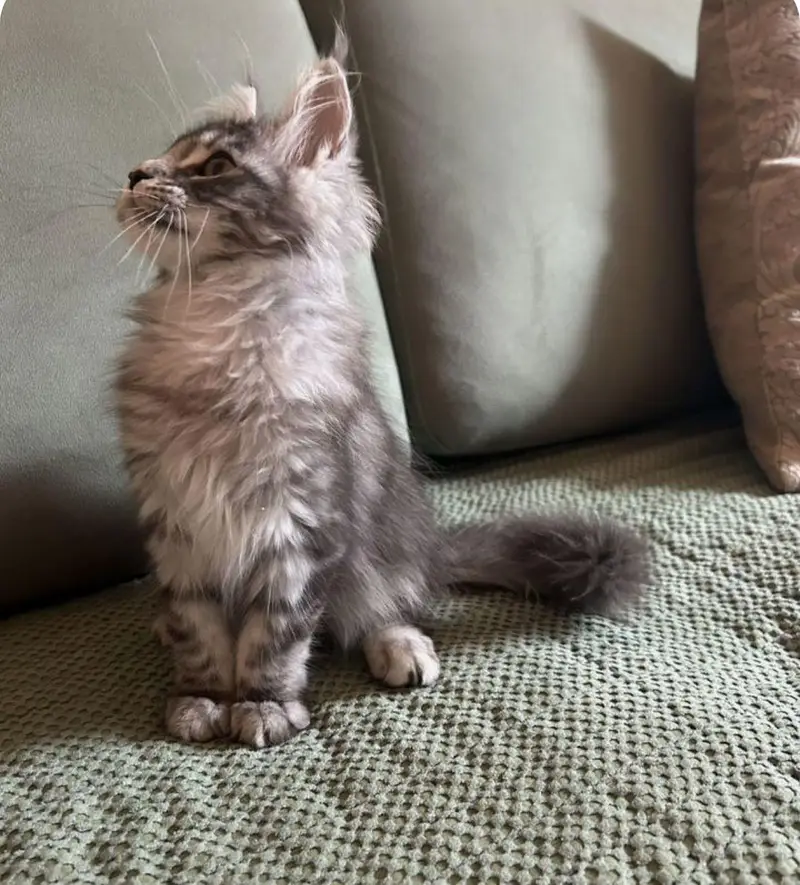 IMPORTED TOP QUALITY MAINE COONS & BRITISH SHORT HAIR AVAILABLE — photo 6