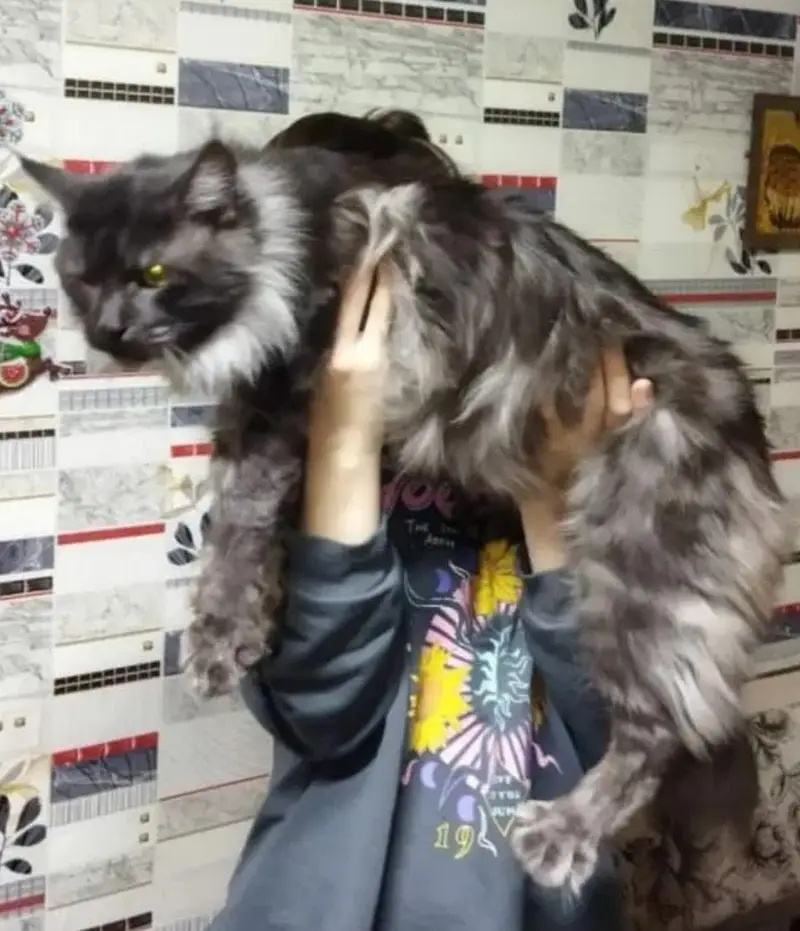IMPORTED TOP QUALITY MAINE COONS & BRITISH SHORT HAIR AVAILABLE — photo 8