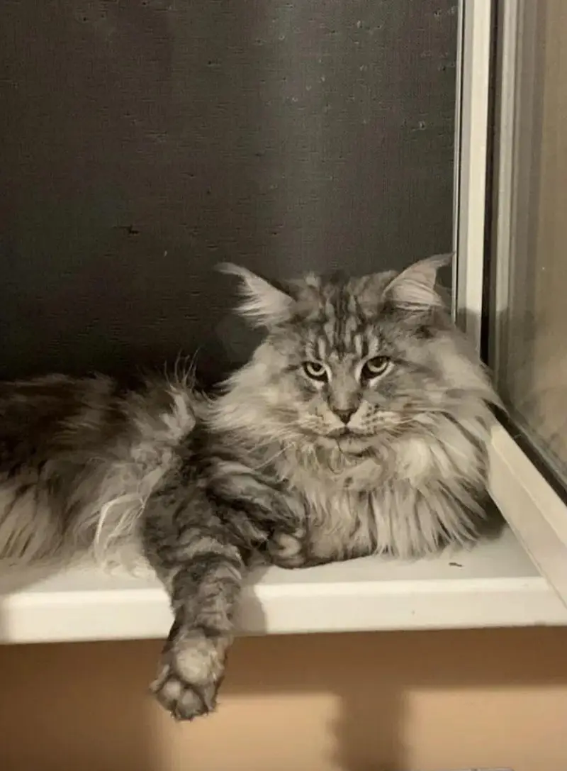 IMPORTED TOP QUALITY MAINE COONS & BRITISH SHORT HAIR AVAILABLE — photo 7
