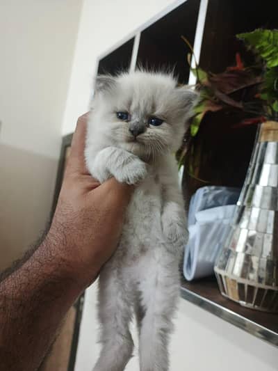Siamese And Persian Kitten long hair females
