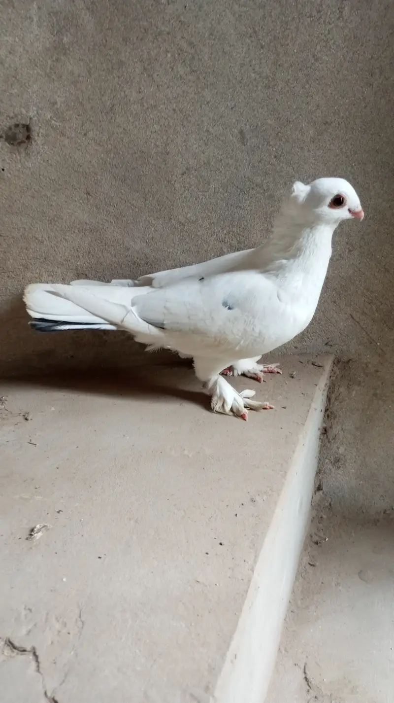 Urgent sale
