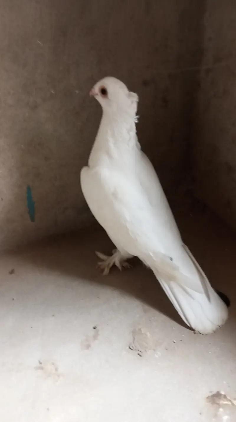 Urgent sale — photo 2