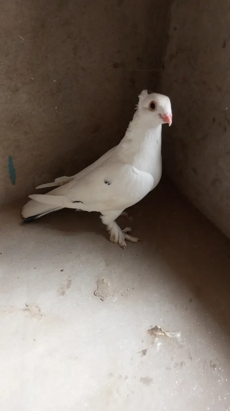 Urgent sale — photo 4
