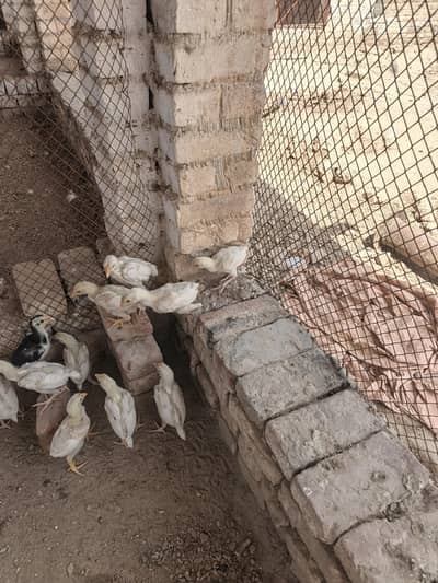 aseel shamo chick and aseel murgi