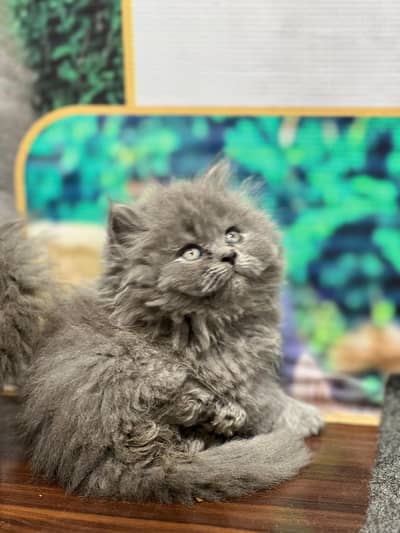 cash on deliveryparshion kitten cat male and female British