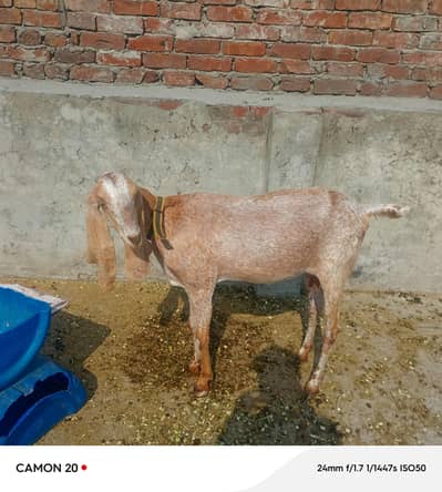 GOAT FOR SALE