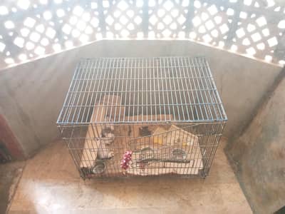 Cage Pinjra | Parrots , Peigoen, Dove, Chicken