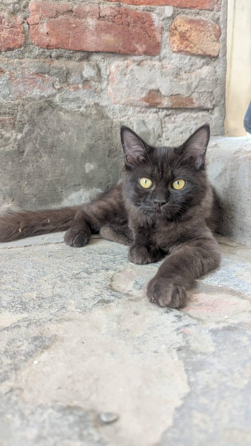 CAT  1
