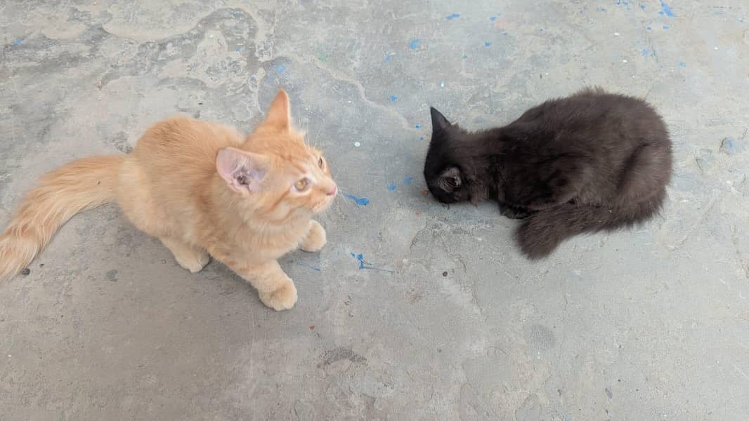 CAT  3