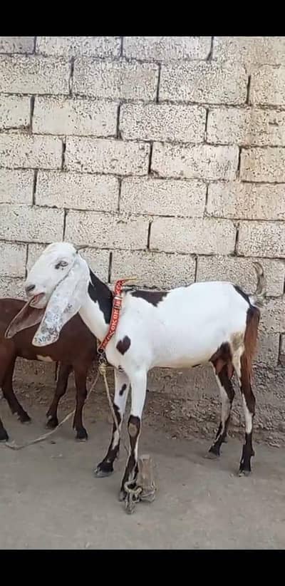 bakri for sale
