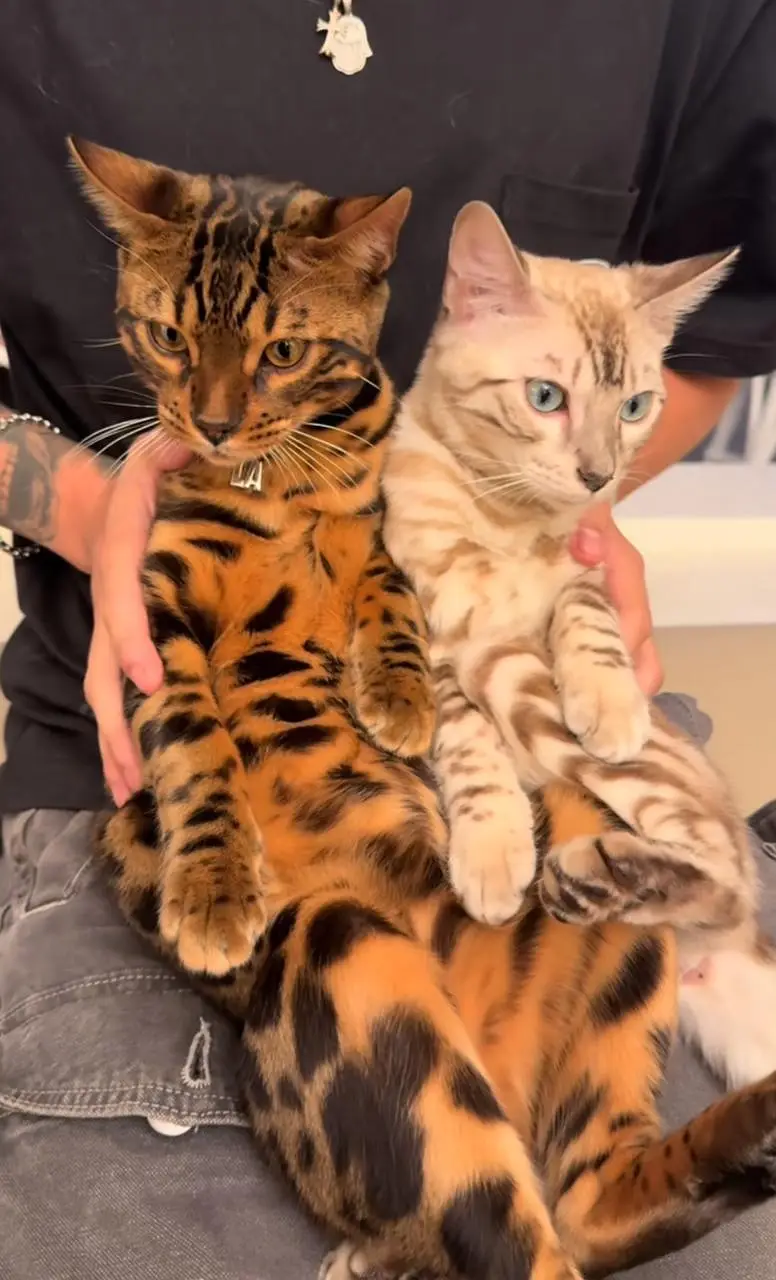IMPORTED RARE BENGAL CATS ARE AVAILABLE FOR SALE
