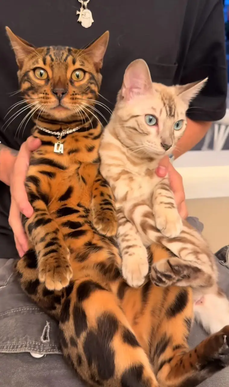 IMPORTED RARE BENGAL CATS ARE AVAILABLE FOR SALE — photo 2