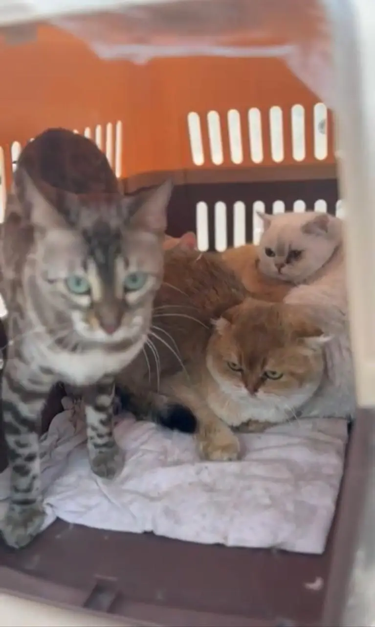 IMPORTED RARE BENGAL CATS ARE AVAILABLE FOR SALE — photo 3