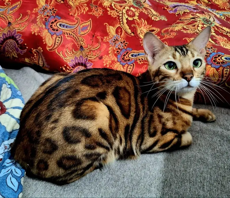 IMPORTED RARE BENGAL CATS ARE AVAILABLE FOR SALE — photo 4