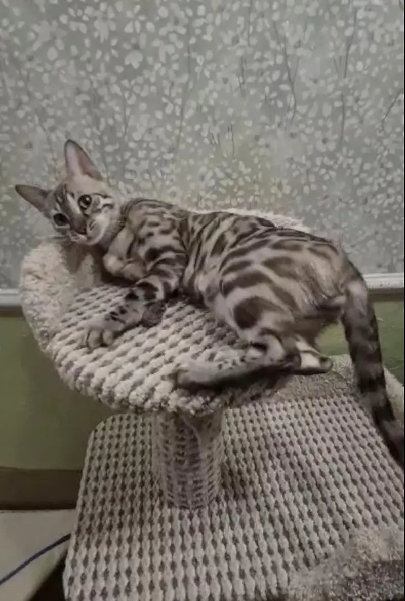 IMPORTED RARE BENGAL CATS ARE AVAILABLE FOR SALE — photo 5