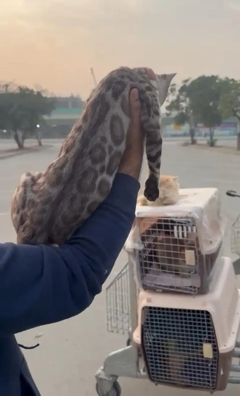 IMPORTED RARE BENGAL CATS ARE AVAILABLE FOR SALE — photo 6