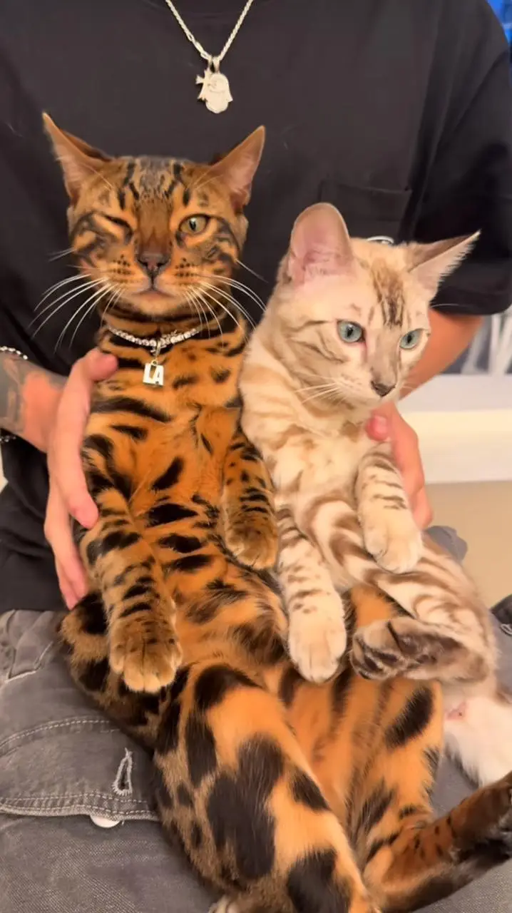 IMPORTED RARE BENGAL CATS ARE AVAILABLE FOR SALE — photo 7