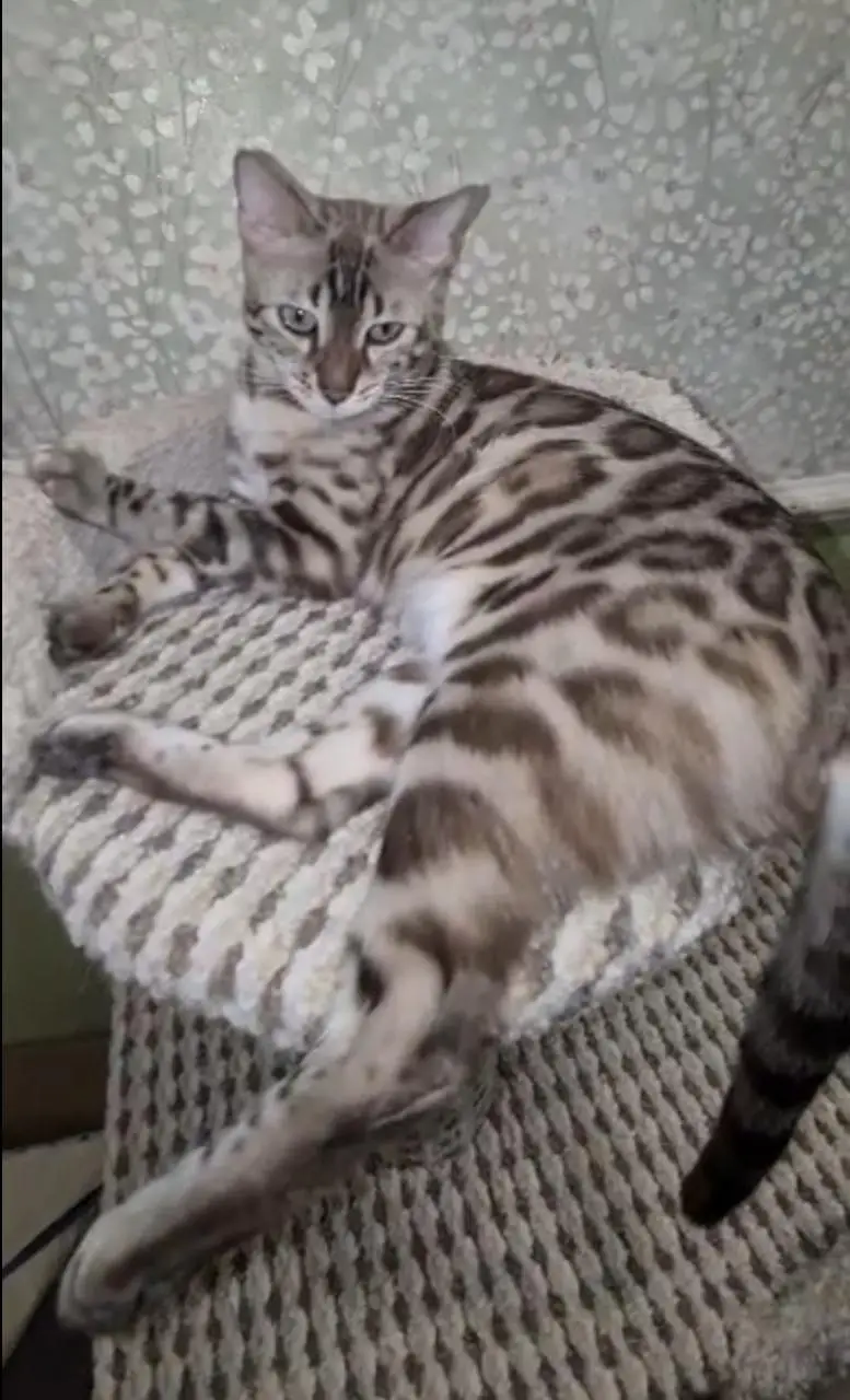 IMPORTED RARE BENGAL CATS ARE AVAILABLE FOR SALE — photo 8