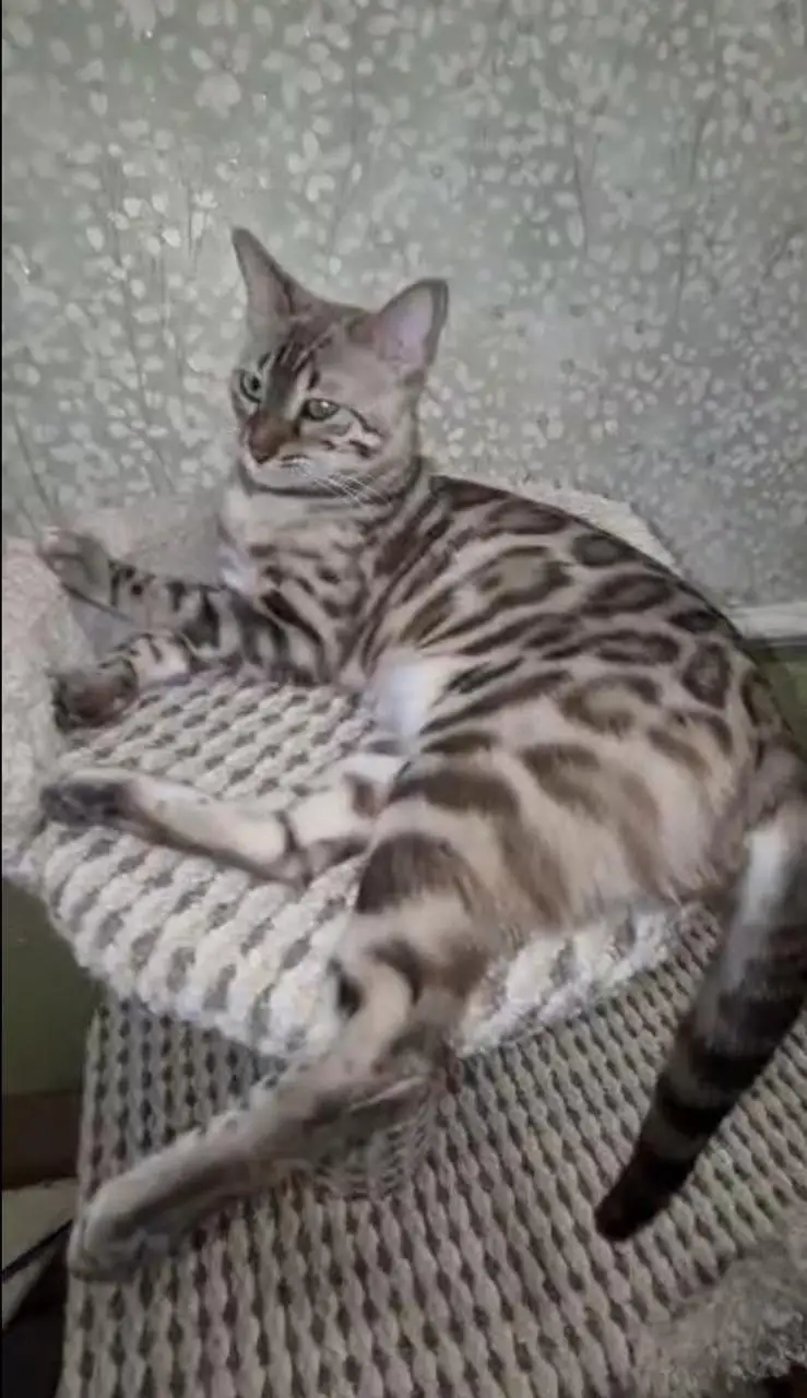 IMPORTED RARE BENGAL CATS ARE AVAILABLE FOR SALE — photo 9