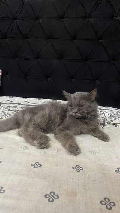 Cats for sale