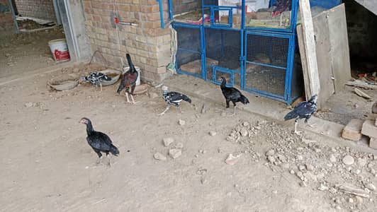Quality Patha pathiya 03435323463
