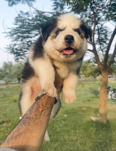 Pedigreed Blue Eyes Wooly Coat Siberian Husky