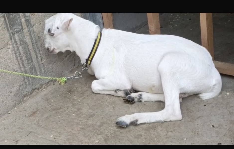 Teddy Bakra 0