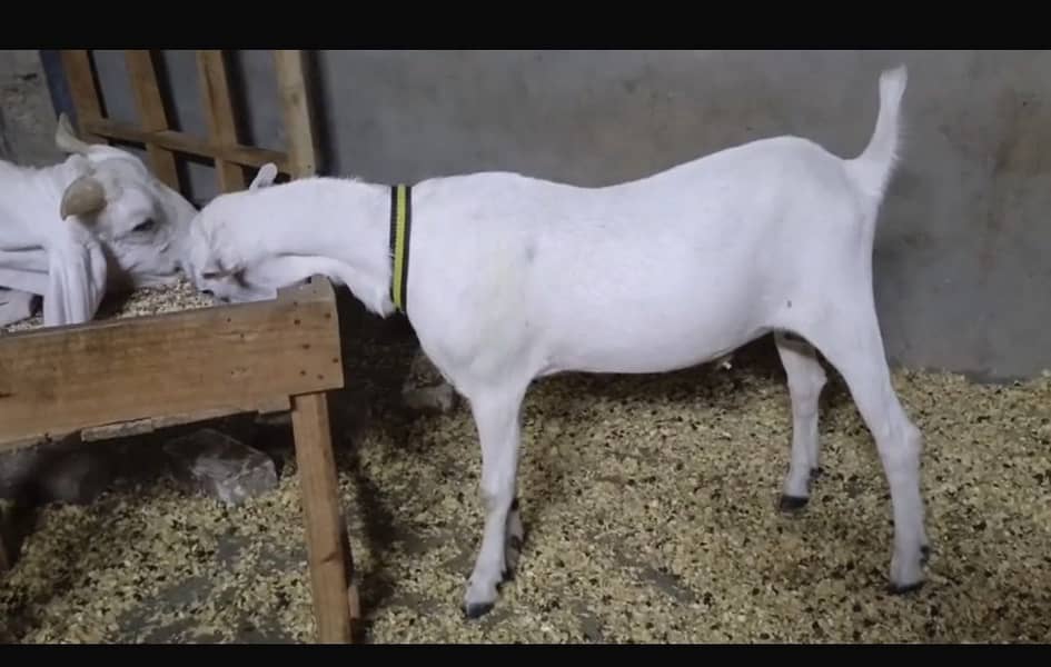 Teddy Bakra 1