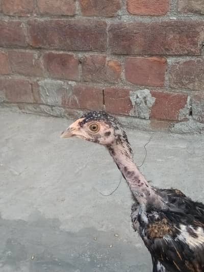 aseel mianwali chicks. Whatsapp number 03234852217