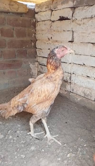ASEEL MURGI FOR SALE
