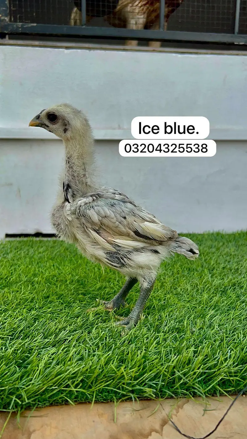 Ice Blue Dragon 03204325538 — photo 2