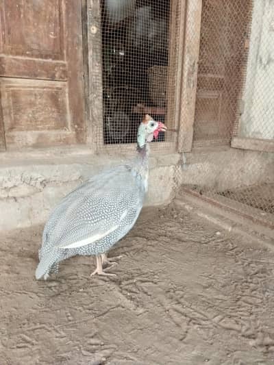 Guinefal silver dot