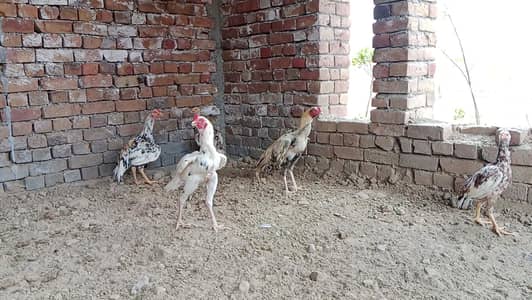 Aseel Murgha murghiya 03435323463