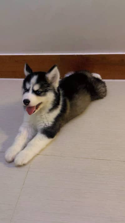 Male Huski puppies