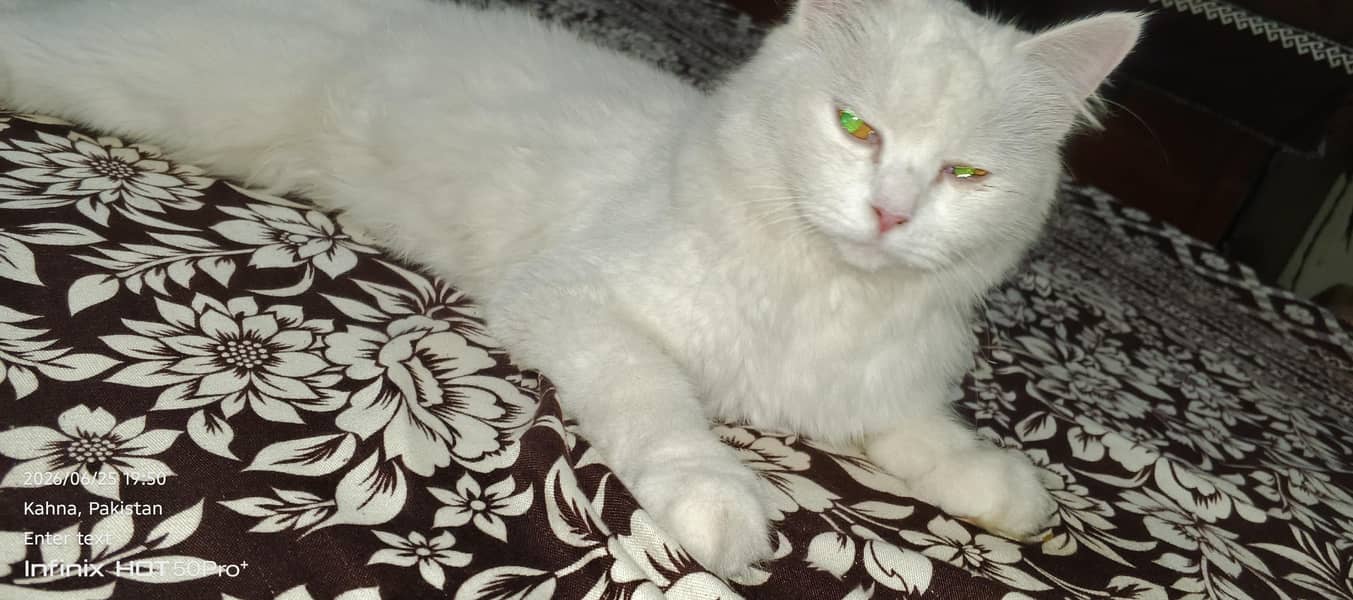 cat beautiful 1