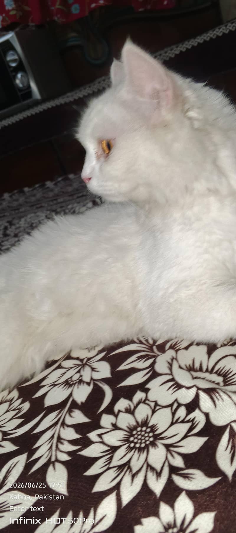 cat beautiful 2