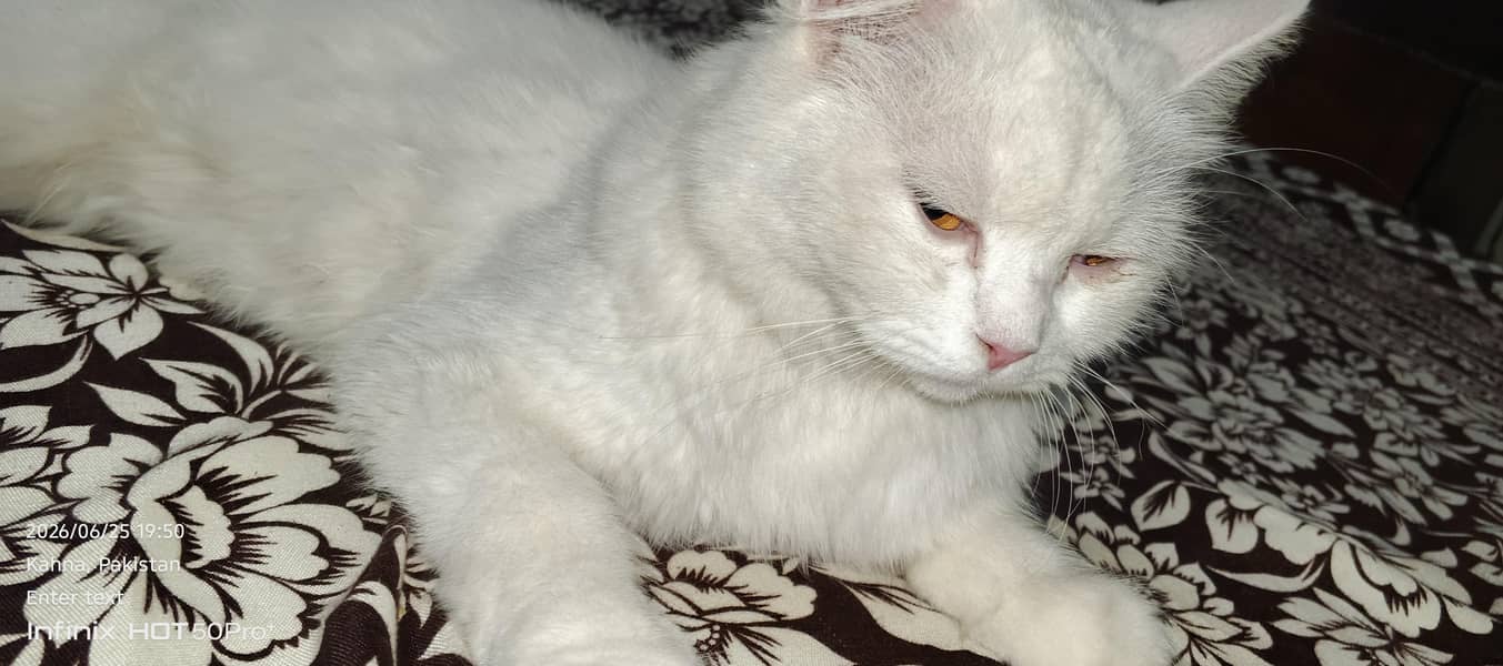 cat beautiful 3