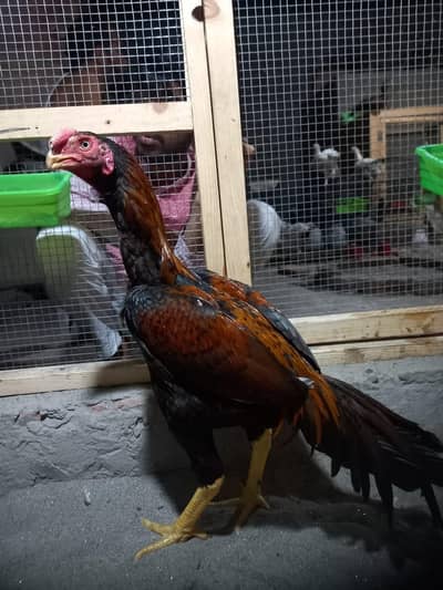 Aseel parrot beak. x . aseel shamo.  WhatsApp number.  03177769931