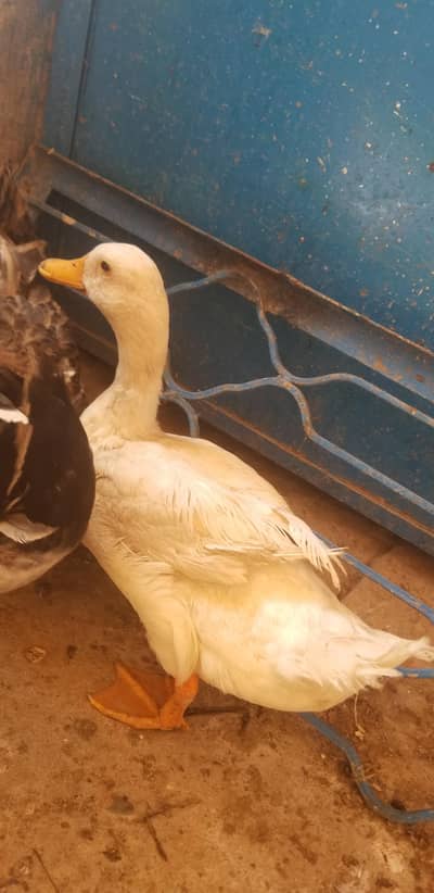 Male duck only male