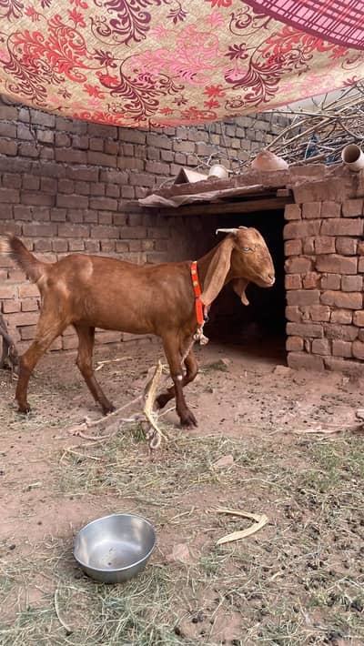 desi bakri