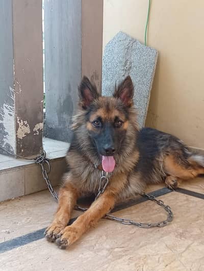 German shepherd