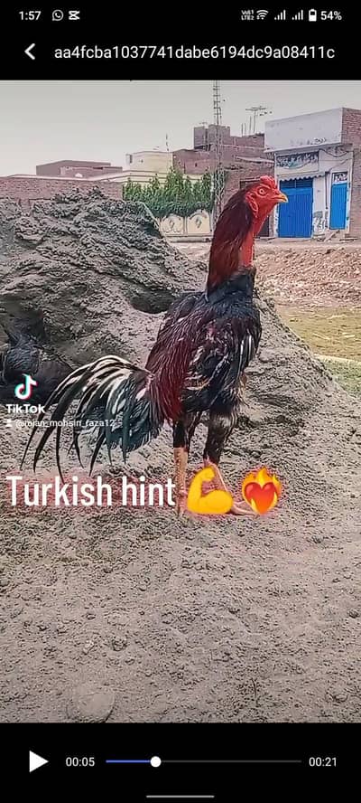 Turkish hint aseel patha
